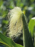 Buy Corn Silk, Zea Mays at AllPosters.com