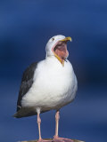 Western Gull Calling, Larus Occidentalis, North America