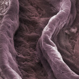 Buy Surface of the Human Vagina at AllPosters.com