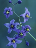 Bittersweet Nightshade Flowers, Solanum Dulcamara, North America