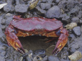 Red Rock Crab, Cancer Productus, Alaska, USA