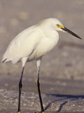 Snowy Egret, Egretta Thula, Florida, USA