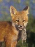 Red Fox Pup, Vulpes Vulpes, with a Captured Vole, Microtus, in its Mouth, North America