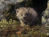 Canada Lynx Kitten at its Den, Lynx Canadensis, North America