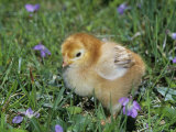 Buy Rhode Island Red Chick, Gallus Domesticus, USA at AllPosters.com