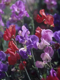 Variation in Sweet Pea Flowers, Lathurus Odoratus