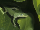 Green Anole (Anolis Carolinensis), Green Color Against Green Leaves, Florida, USA