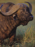 African Buffalo Head, Syncerus Caffer, Masai Mara Game Reserve, Kenya, Africa