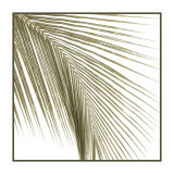 Palm Study VIII