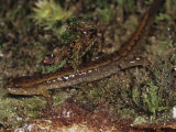 Alleghany Mountain Dusky Salamander, Desmognathus Ochrophaeus, Pennsylvania, USA