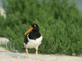American Oystercatcher, Haematopus Palliatus, North America