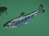Coho Salmon (Oncorhynchus Kisutch) Fry or Young, Alaska, USA