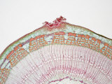 Cross-Section of a 2-Year Basswood or Linden (Tilia) Stem with a Lenticel