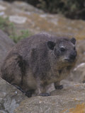 Buy Bush Hyrax, Heterohyrax Brucei, Kenya, Africa at AllPosters.com
