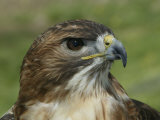 Red-Tailed Hawk, Buteo Jamaicensis, North America