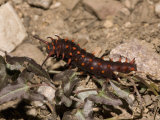 Pipevine Swallowtail Butterfly Larva (Battus Philenor) Feeding on Pipevine, Arizona, USA