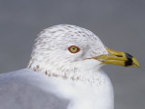 Ring-Billed Gull Head (Larus Delawarensis), North America