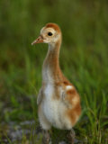 Sandhill Crane (Grus Canadensis) Chick