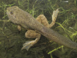 Late Bullfrog Tadpole Almost Ready to Metamorphose (Rana Catesbeiana), North America.
