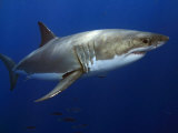 Great White Shark (Carcharodon Carcharias), Guadalupe Island, Mexico