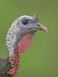 Wild Turkey Head, Meleagris Gallopavo, Eastern North America