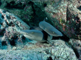 Hunting Whitetip Reef Sharks (Triaenodon Obesus), Central America, Pacific Ocean