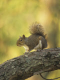 Gray Squirrel, Sciurus Carolinensis, Eastern USA