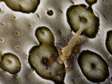 Buy The Imperial Shrimp (Periclemenes Imperator) on a Sea Cucumber (Bohadschia Argus), Indonesia at AllPosters.com