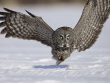 A Great Gray Owl Flying Close to Snowy Ground While Hunting, Strix Nebulosa, North America