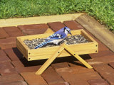 Blue Jay (Cyanocitta Cristata) Feeding on Seeds at a Patio Bird Feeder