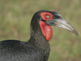 Southern Ground Hornbill Head and Neck, Bucorvus Cafer, Maasai Mara, Kenya, Africa