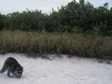Buy Raccoon Exploring a Sandy Beach in a Saltmarsh Habitat, Procyon Lotor, Southern USA at AllPosters.com