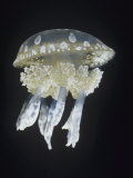 Spotted Jellyfish, Mastigias Papua, South Pacific Ocean