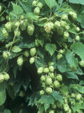 Hops, Humulus Lupulus, Cones Commonly Used in Brewing Beer