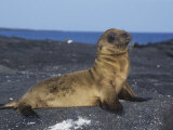 Galapagos Sea Lion Pup (Zalophus Californianus), Santiago Island, Galapagos Islands