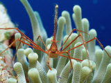 Spider Hermit Crab, Stenorhynchus Seticornis, Netherlands Antilles, Bonaire, Caribbean Sea