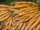 Buy Carrot (Daucus Carota Sativus), Native to Western Asia at AllPosters.com