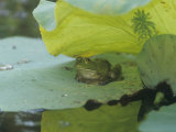 American Bullfrog (Rana Catesbeiana) on a Water Lily Pad, North America