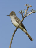 Ash-Throated Flycatcher (Myiarchus Cinerascens) Perched on an Agave Stalk Branch, Arizona, USA