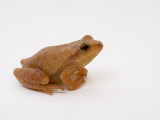 Spring Peeper (Pseudacris Crucifer) Eastern North America