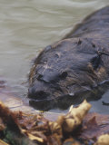 Beaver Swimming in a Pond (Castor Canadensis), North America
