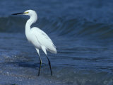Snowy Egret, Egretta Thula, Southern USA