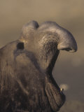 Southern Elephant Seal Roaring (Mirounga Leonina), Antarctica