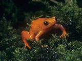 Golden Mantella Frog\R\Nmadagascar, Mantella Aurantiaca