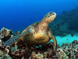 Green Sea Turtle, Chelonia Mydas, Resting on a Coral Reef Off Maui, Hawaii, USA