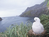 Gray-Headed Albatross Chick in its Nest (Diomedea Chrysostoma), South Georgia Island