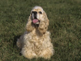 Cocker Spaniel Variety of Domestic Dog
