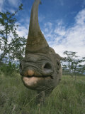Wide Angle View of a Black Rhinoceros Horn and Face, Diceros Bicornis, Kenya, Africa