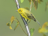 Male Prairie Warbler (Denrdroica Discolor), North America