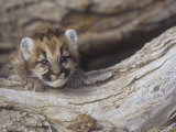 Mountain Lion, Cougar, or Puma, Felis Concolor, Cub, 6 Weeks Old, Western North America
